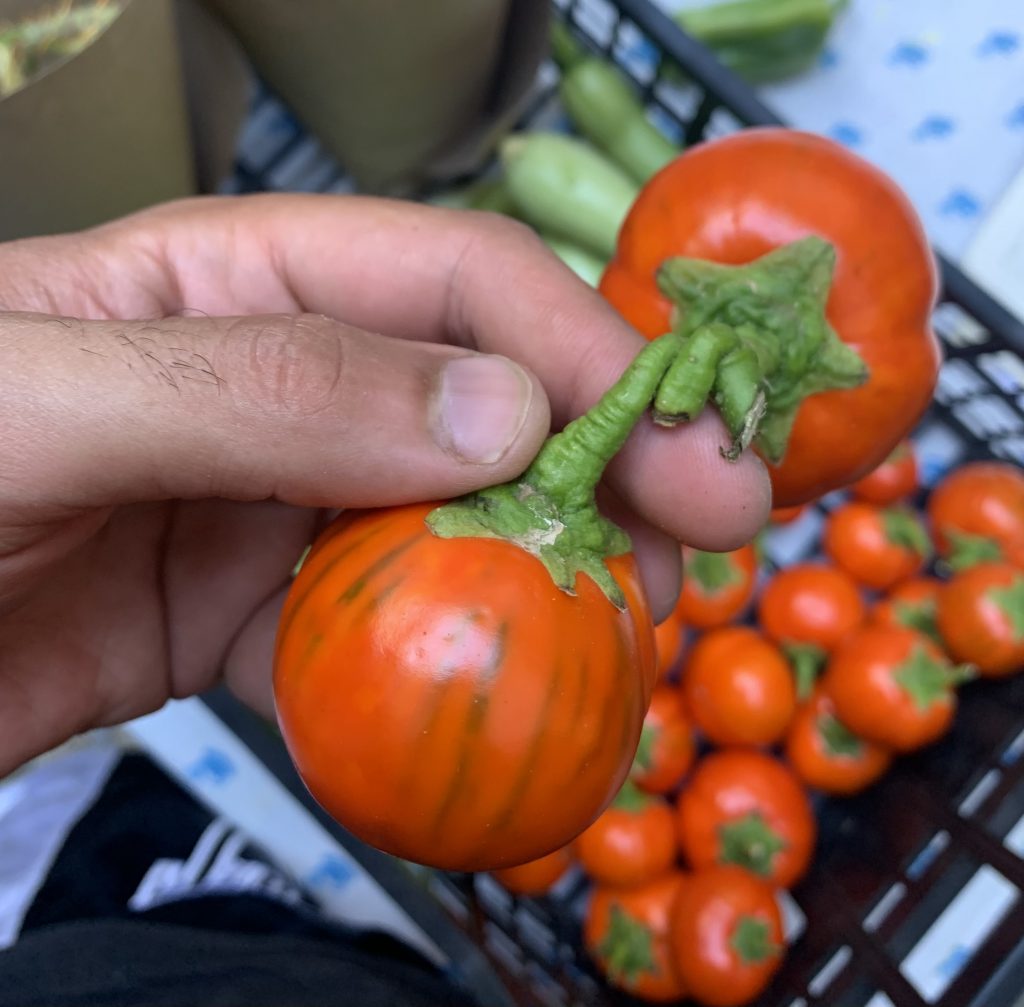 25 TURKISH ORANGE EGGPLANT Scarlet Solanum Aethiopicum Fruit